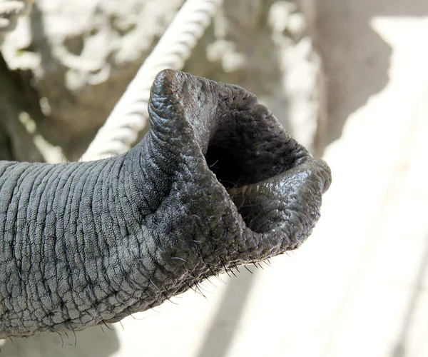 Багажник слона — стоковое фото