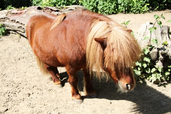 Ponny — Stockfoto