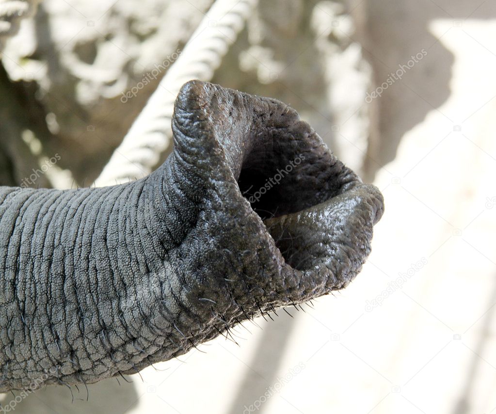 Trunk of an elephant