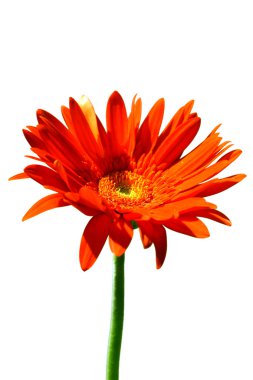 Kırmızı gerbera çiçek.