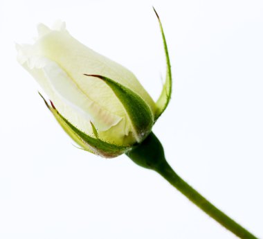 Bud of a white rose clipart