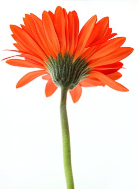 Red gerbera flower clipart