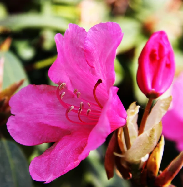 Kvetoucí červené rododendron — Stock fotografie