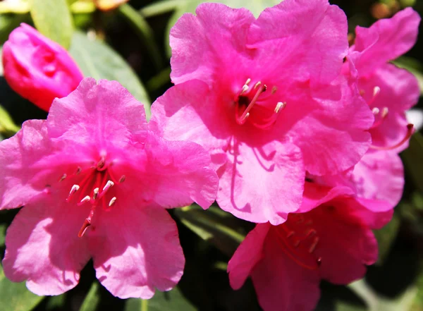 Blooming red rhododendron — Stock Photo, Image