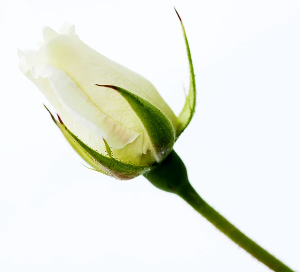 Бутон белой розы — стоковое фото