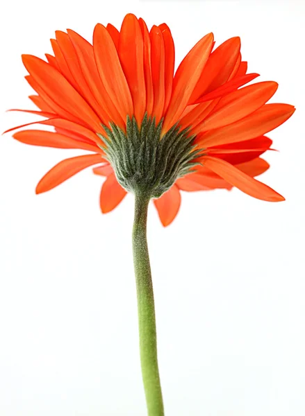 Red gerbera flower — Stock Photo, Image