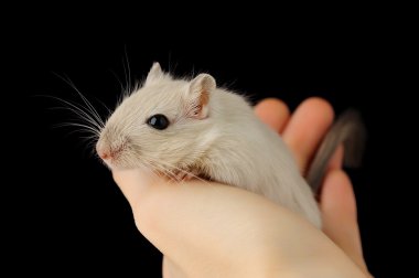 Cute pet mouse clipart