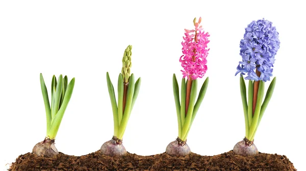 stock image Pink and blue hyacinth blooming