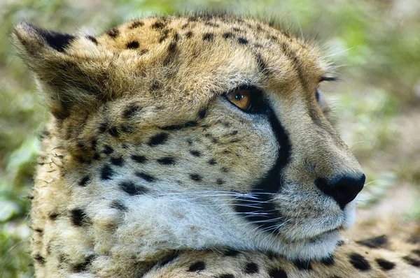 Zbliżenie geparda — Zdjęcie stockowe