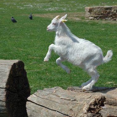 Baby Goat jumping clipart