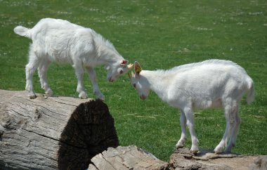 İki bebek keçi