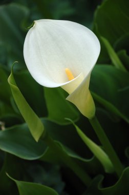 Calla lily clipart