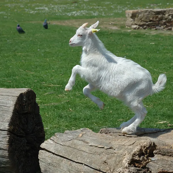 Ziegenbaby springt — Stockfoto