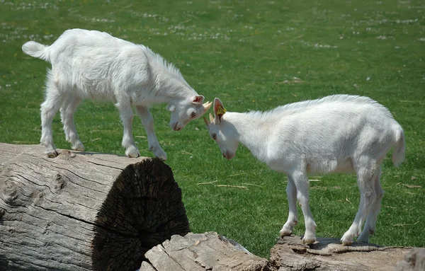Dvě kozy baby — Stock fotografie