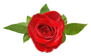 Red rose clipart