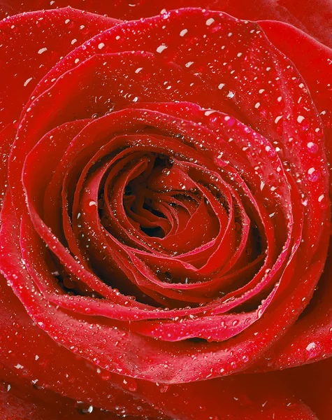 Macro imagen de rosa roja — Foto de Stock
