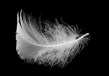 White feather clipart