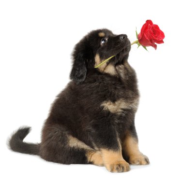 Puppy fog with flower clipart