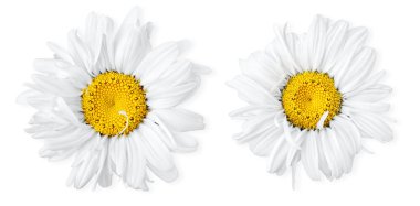 Two camomiles clipart