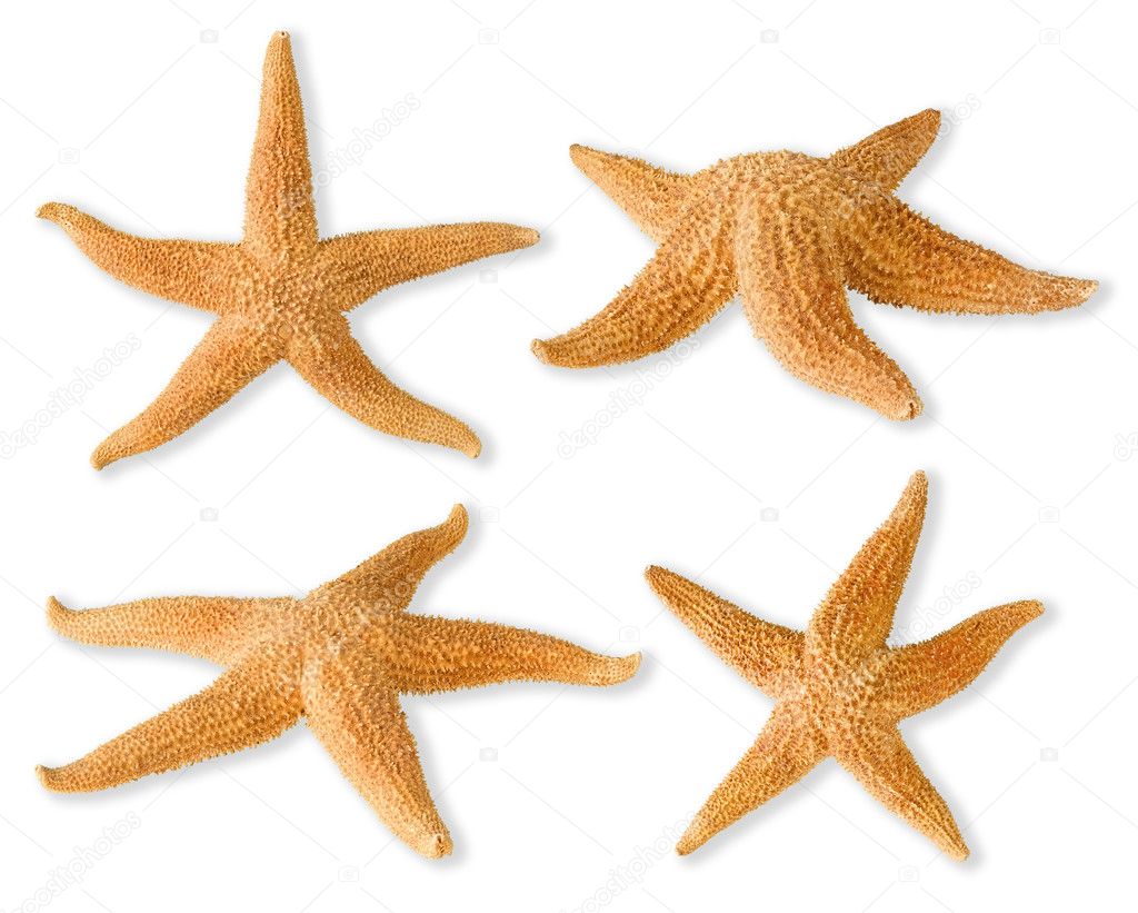 Sea-stars