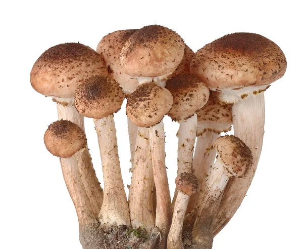 Медовый грибок — стоковое фото