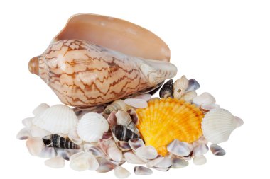 cockleshells