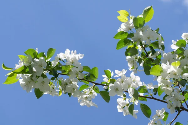 Branch to flowering aple tree — Stock Photo, Image