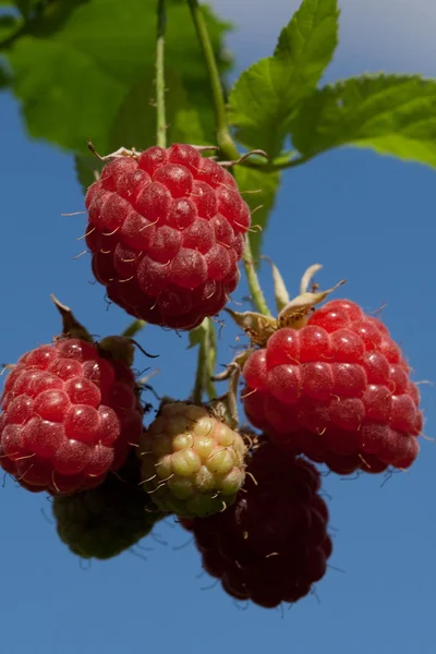 stock image Berry raspberry