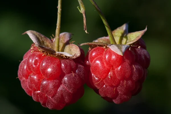 Stock image Berry raspberry