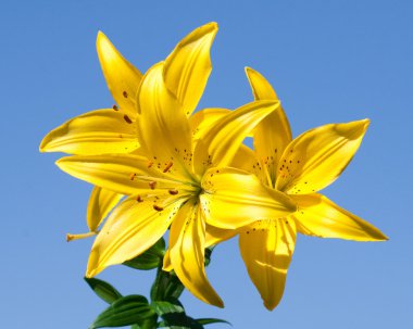 Yellow lily clipart