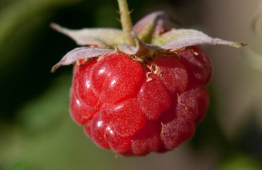 Berry ahududu