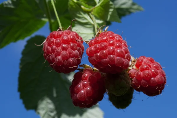 stock image Berry raspberry