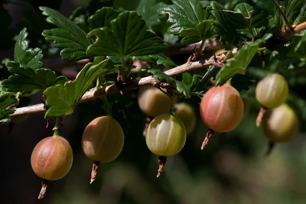 Гілка агрусу з ягодою — стокове фото