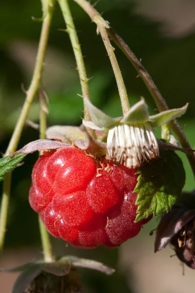 베리 나무 딸기 — 스톡 사진