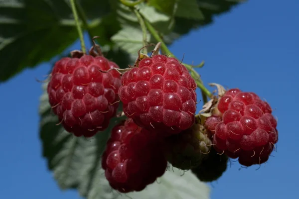 stock image Berry raspberry