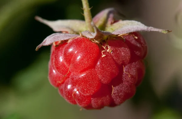 stock image Berry raspberry