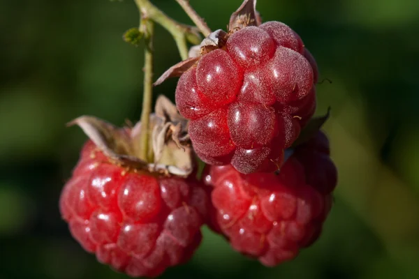 베리 나무 딸기 — 스톡 사진