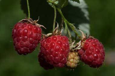 Berry ahududu