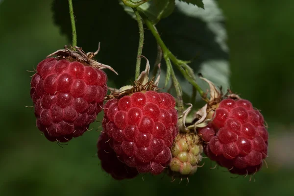 stock image Berry raspberry