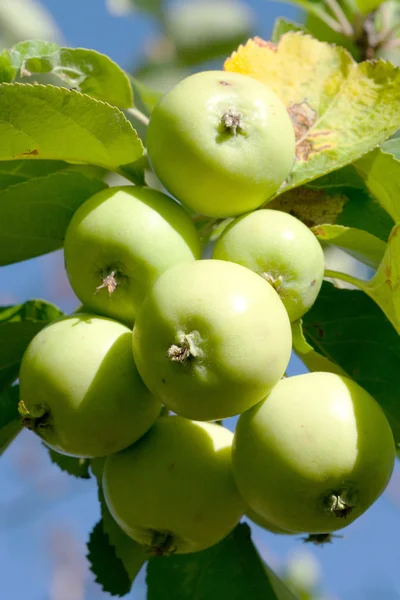 りんご枝 — ストック写真