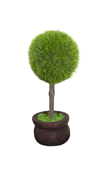 Зеленое дерево в горшке — стоковое фото