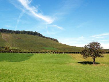 Vineyard peyzaj