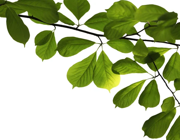 stock image Green leaves on white background