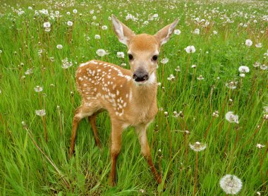 Baby deer clipart