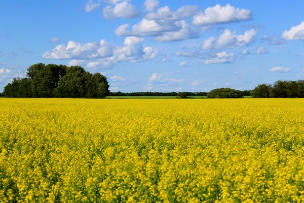 stock image Canola field