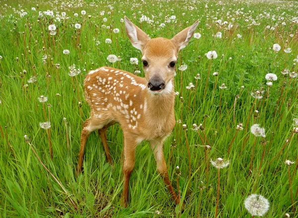 stock image Baby deer