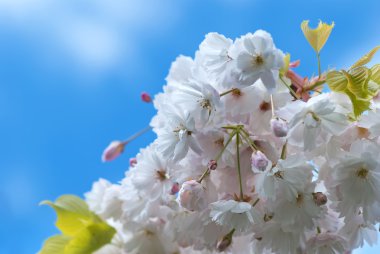 Cherry blossom close-up clipart