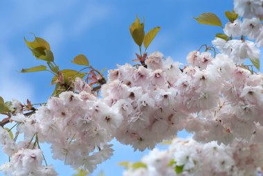 Cherry tree blossom clipart