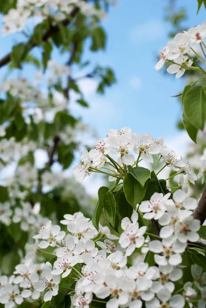 Primer plano de flor de cerezo Imagen de stock