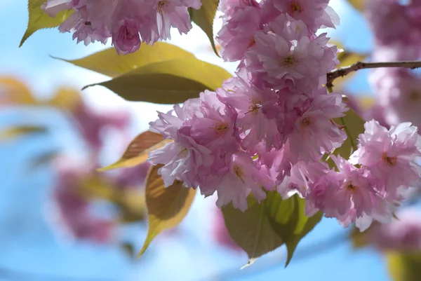 桜の花 ロイヤリティフリーのストック画像